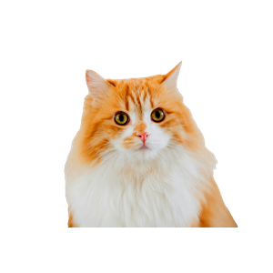 Close Up Portrait Of A Fluffy Ginger Cat With Soft Fur And Bright Green Eyes, Indoors. 17292 - Cat PNG image with transparent background